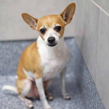 Chihuahua and Mixed Breed Dogs Available for Adoption in Atlanta, Georgia - Strawberry | PetCurious
