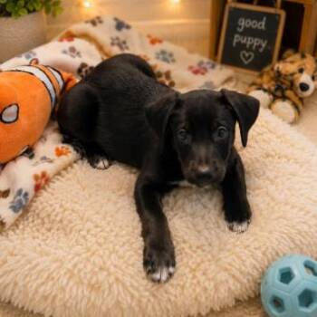Everett -  Pointer and Australian Cattle Dog Blue Heeler Dog for Adoption in South Elgin, Illinois - Everett | PetCurious