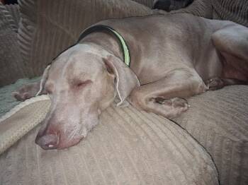 Sadie -  Weimaraner Dog for Adoption in Fayetteville, Arkansas - Sadie | PetCurious