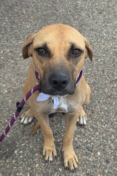 Brun Clair -  Mastiff and Labrador Retriever Dog for Adoption in Fort Lupton, Colorado - Brun Clair | PetCurious