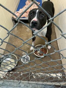 Pit Bull Terrier and Mixed Breed Dogs Available for Adoption in Dyersburg, Tennessee - Sadie | PetCurious