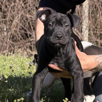 Pit Bull Terrier and Mixed Breed Dogs Available for Adoption - Milo | PetCurious