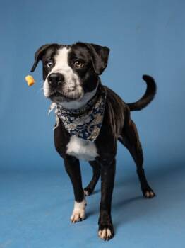 Faerun -  Pit Bull Terrier and Siberian Husky Dog for Adoption in Atlanta, Georgia - Faerun | PetCurious