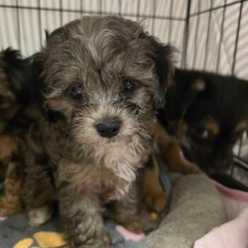 Maltese and Poodle Dogs Available for Adoption - Pico | PetCurious