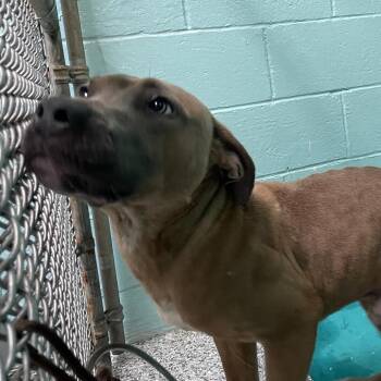 Mixed Breed Dogs Available for Adoption - Tony | PetCurious