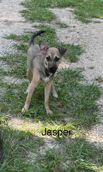 Rescue Terrier Dogs for Adoption in Spring, Texas - Jasper | PetCurious