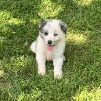 Australian Shepherd Dogs Available for Adoption in Quitman, Texas - HANK | PetCurious