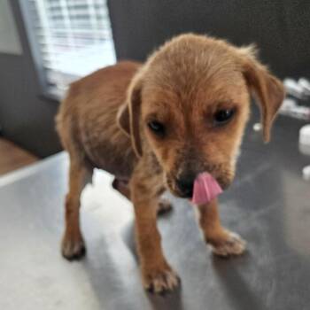 Hound and Dachshund Dogs Available for Adoption - Xander | PetCurious