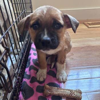 Jenny -  Boxer and Husky Dog for Adoption in Colonial Heights, Virginia - Jenny | PetCurious