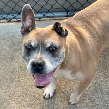 Barney -  Pit Bull Terrier and Mixed Breed Dog for Adoption in Chicago, Illinois - Barney | PetCurious