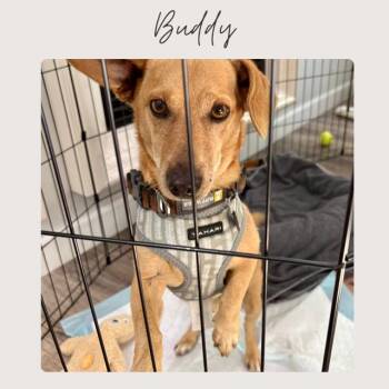Dachshund Dogs Available for Adoption - BUDDY | PetCurious