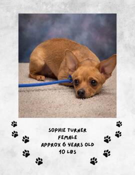 Sophie Turner -  Chihuahua Dog for Adoption in Las Vegas, New Mexico - Sophie Turner | PetCurious