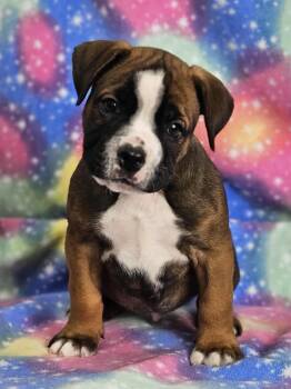 Rescue Boxer Dogs for Adoption in East Sparta, Ohio - Jigsaw | PetCurious