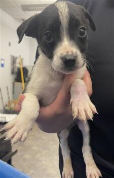 Mixed Breed Dogs Available for Adoption - EMERALD | PetCurious