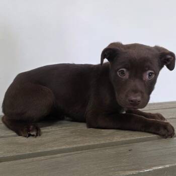 Labrador Retriever Dogs Available for Adoption - June (Red/8) | PetCurious