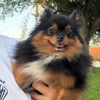 Pomeranian Dogs Available for Adoption in Houston, Texas - Sanita | PetCurious