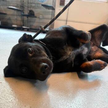 Hamburglar -  Mixed Breed Dog for Adoption in Huntington, West Virginia - Hamburglar | PetCurious