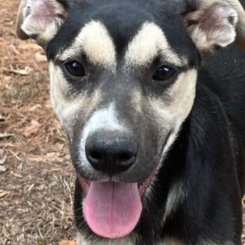 Smudge -  Mixed Breed Dog for Adoption in Magnolia, Texas - Smudge | PetCurious