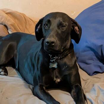 Coal -  Black Labrador Retriever Dog for Adoption in Grant, Alabama - Coal | PetCurious