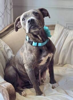 Rescue Pit Bull Terrier Dogs for Adoption in Bolivar, Tennessee - Verity #25206 | PetCurious