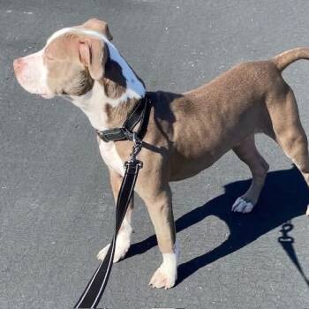 Pit Bull Terrier Dogs Available for Adoption - Xavier | PetCurious