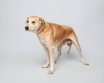 German Shepherd Dog and Mixed Breed Dogs Available for Adoption in Rockport, Texas - Harvey | PetCurious