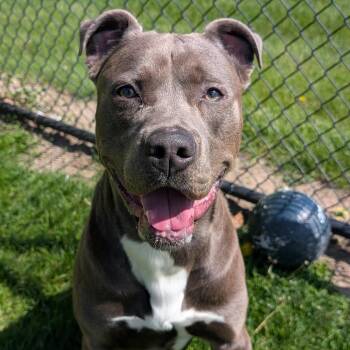 Ace -  Cane Corso and Pit Bull Terrier Dog for Adoption in Cedar Rapids, Iowa - Ace | PetCurious