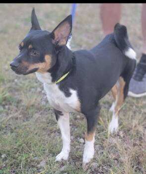 Otis -  Jack Russell Terrier Dog for Adoption in Fountaintown, Indiana - Otis | PetCurious