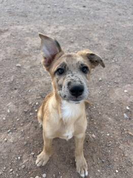 JELLY -  German Shepherd Dog and Australian Shepherd Dog for Adoption in Chandler, Arizona - JELLY | PetCurious