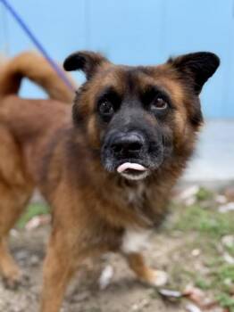 Mixed Breed Dogs Available for Adoption in New Orleans, Louisiana - Stanley | PetCurious