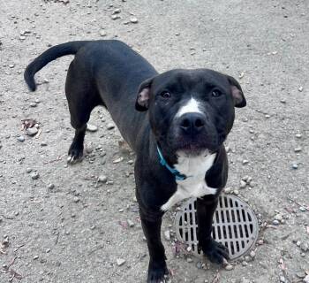 Chester -  Pit Bull Terrier Dog for Adoption in Buffalo, New York - Chester | PetCurious