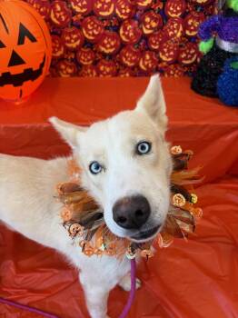 Sammy -  Siberian Husky Dog for Adoption in Manhattan, Illinois - Sammy | PetCurious