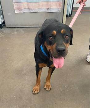ANNA -  Rottweiler Dog for Adoption in Dallas, Texas - ANNA | PetCurious