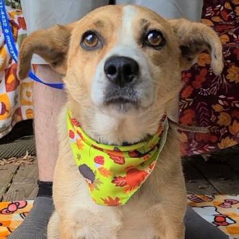 Tippy -  Mixed Breed Dog for Adoption in Woolwich, Maine - Tippy | PetCurious