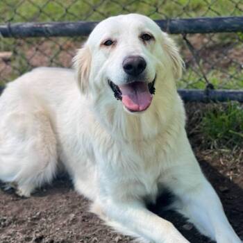 DeShanna -  Great Pyrenees Dog for Adoption in Spring, Texas - DeShanna | PetCurious