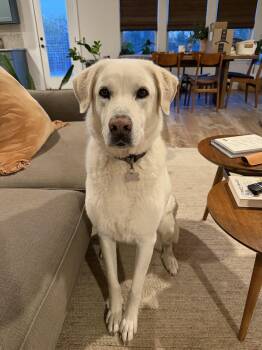 Kuma ATX -  Great Pyrenees Dog for Adoption in Quinlan, Texas - Kuma ATX | PetCurious