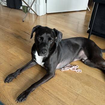Oz/Otis -  American Staffordshire Terrier Dog for Adoption in New York, New York - Oz/Otis | PetCurious