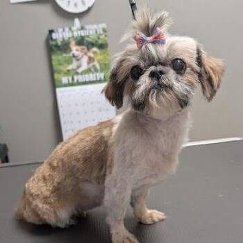 Minnie -  Shih Tzu Dog for Adoption in Las Vegas, Nevada - Minnie | PetCurious