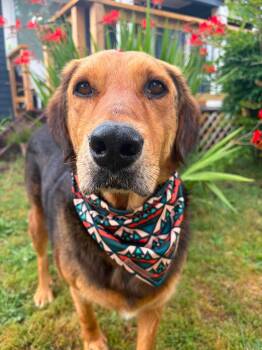 Bryson -  Mixed Breed and Shepherd Dog for Adoption in Bellingham, Washington - Bryson | PetCurious