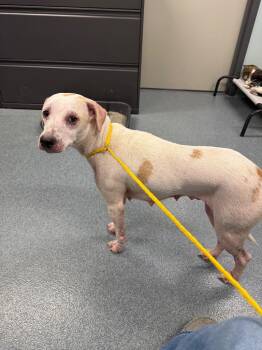Snowball -  Mixed Breed Dog for Adoption in Sapulpa, Oklahoma - Snowball | PetCurious