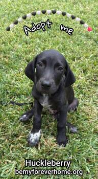 Rescue Bluetick Coonhound Dogs for Adoption in Plano, Texas - Huckleberry | PetCurious