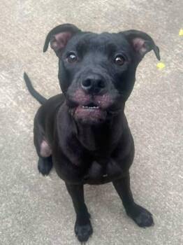 Vanita -  Pit Bull Terrier Dog for Adoption in Chicago, Illinois - Vanita | PetCurious