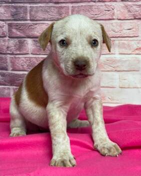 Dorito -  Pit Bull Terrier Dog for Adoption in Sedalia, Colorado - Dorito | PetCurious
