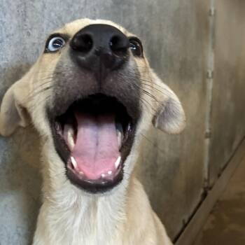 Porridge -  Husky Dog for Adoption in Edinburg, Texas - Porridge | PetCurious