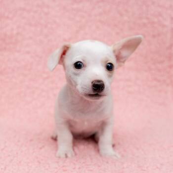 Big Red -  Chihuahua Dog for Adoption in New York, New York - Big Red | PetCurious