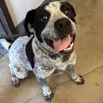 Mr. Boris -  Mixed Breed Dog for Adoption in Columbiana, Alabama - Mr. Boris | PetCurious