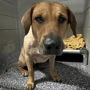 Labrador Retriever Dogs Available for Adoption - Lydia | PetCurious