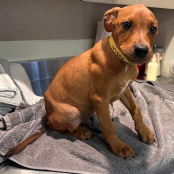 IVHS-Stray-142903_2 -  Doberman Pinscher Dog for Adoption in San Gabriel, California - IVHS-Stray-142903_2 | PetCurious