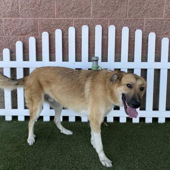SAMSON -  German Shepherd Dog and Mixed Breed Dog for Adoption in Modesto, California - SAMSON | PetCurious