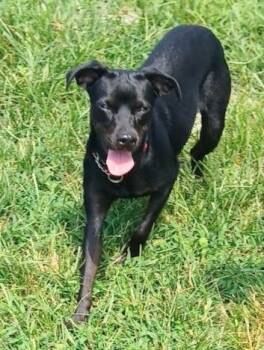 Diamond -  Pug and Dachshund Dog for Adoption in Aurora, Illinois - Diamond | PetCurious
